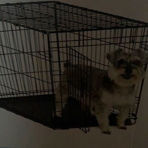 A dog in a crate